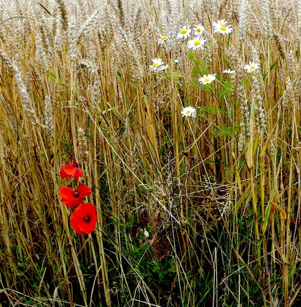 Kırsal buğday tarlası yaban gelincikleri ve papatyalar