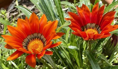 Yapraklı iki kırmızı Gazze çiçeği 