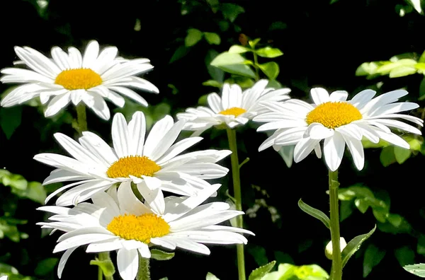 Margherita Bianca Giardino Camomilla Verde — Foto Stock