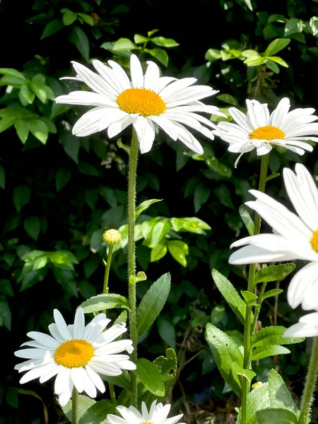 Marguerites Jardin Blanches Camomilles Sur Vert — Photo