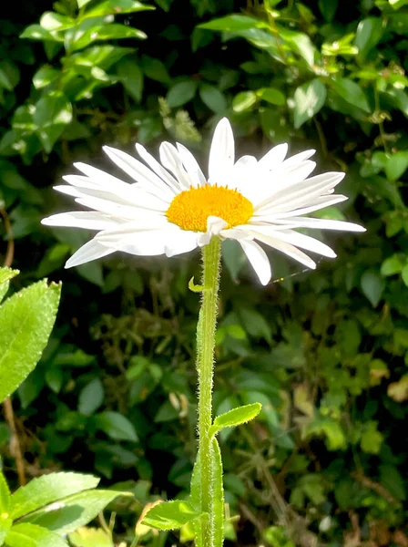 Giardino Bianco Margherita Camomilla Singola Verde — Foto Stock