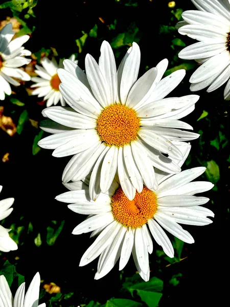 Marguerites Jardin Blanches Camomilles Sur Vert — Photo