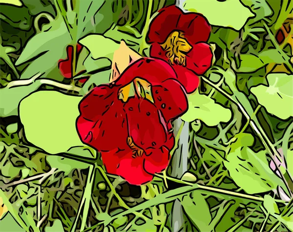 Yeşil yapraklı kırmızı nasturtium çiçekleri