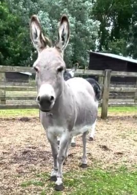 Gri eşek dışarıda bekâr, komik hayvanlar.