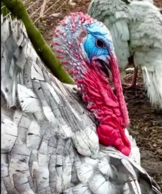 Hindi kafalı erkek hareketleri, ciddi hindi, komik hayvanlar