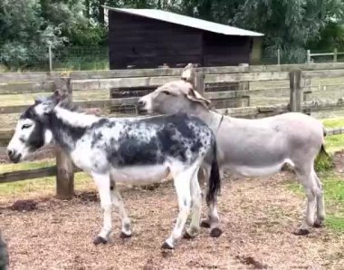 İki eşek oynuyor, birbirini itiyor, komik hayvanlar.