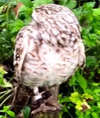 Küçük baykuş kafasını çevirdi. 