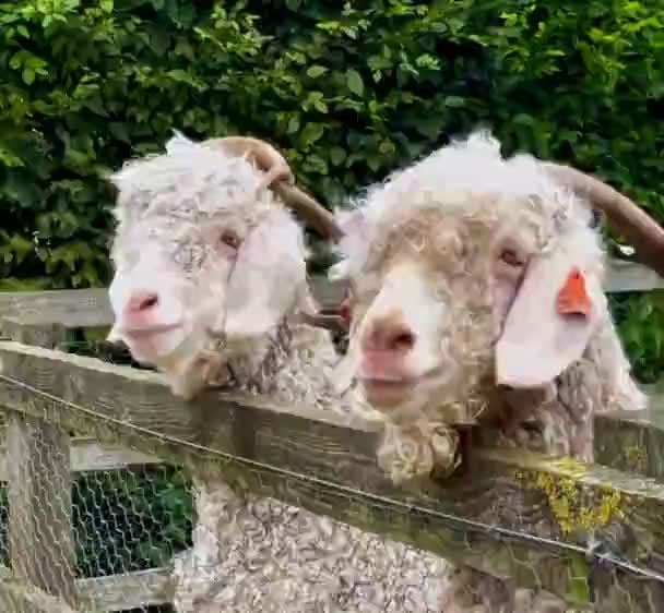 Cabeças Ovelha Ovelhas Virar Suas Cabeças Sincronizar Animais Engraçados Duas — Vídeo de Stock