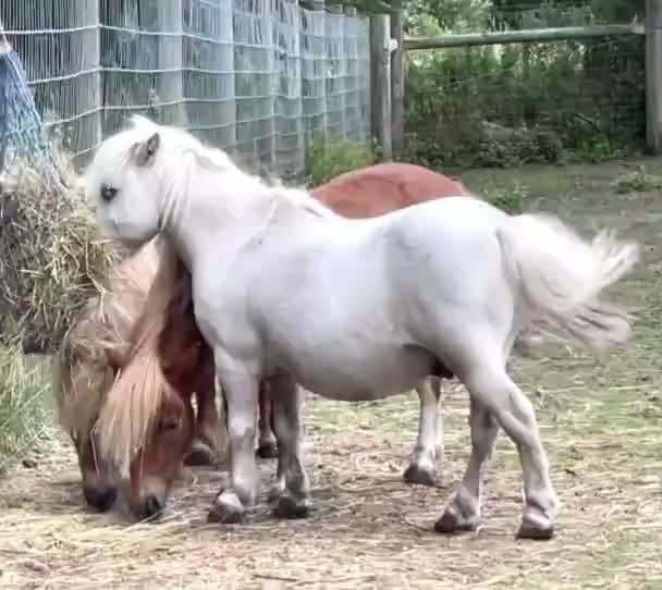 Ponys Fressen Und Bewegen Weißes Pony Lustige Tiere — Stockvideo