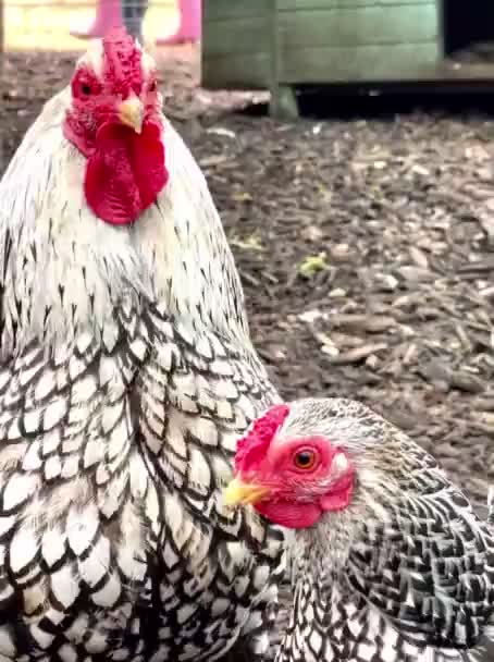 Chicken Family Hen Cock Chicken Close — Stock Video