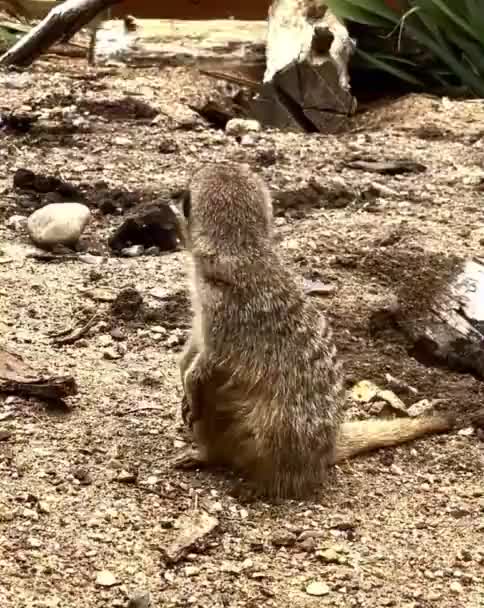 Meerkat Singolo Divertente Fuori Girando Animali Divertenti — Video Stock