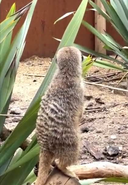 Meerkat Solo Divertido Fuera Torneado Animales Divertidos — Vídeo de stock