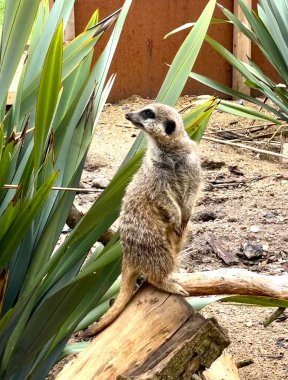 Dışardaki mirket bekârı hayvani bir yaratık.