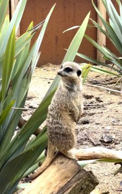 Dışardaki mirket bekârı hayvani bir yaratık.