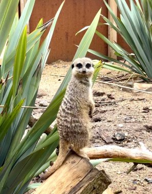 Dışardaki mirket bekârı hayvani bir yaratık.