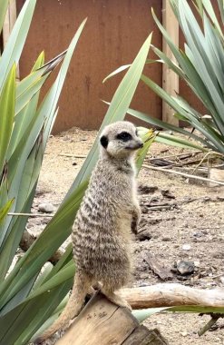 Dışardaki mirket bekârı hayvani bir yaratık.