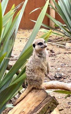 Dışardaki mirket bekârı hayvani bir yaratık.