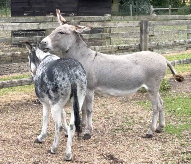 Eşek dışarıda oynar, iki eşek, fotoğraf eşeği. 