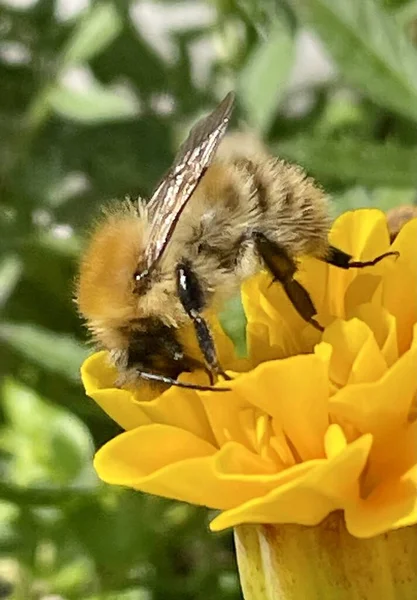 Пчела Желтом Цветке Закрыть Одиночный Саду Фото Пчелы — стоковое фото