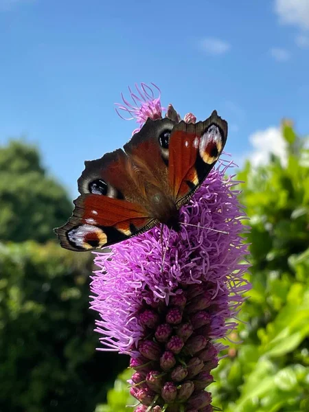 Papillon Simple Sur Fleur Extérieur Photo Papillon Gros Plan — Photo