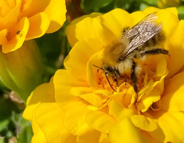 黄色の花に蜂が庭でシングルを閉じ 蜂の写真 — ストック写真