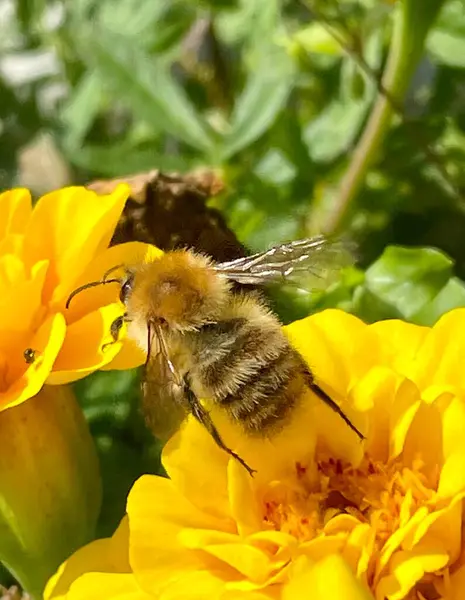 黄色の花に蜂が庭でシングルを閉じ 蜂の写真 — ストック写真