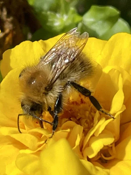 Abeja Flor Amarilla Cerca Solo Jardín Foto Abeja — Foto de Stock