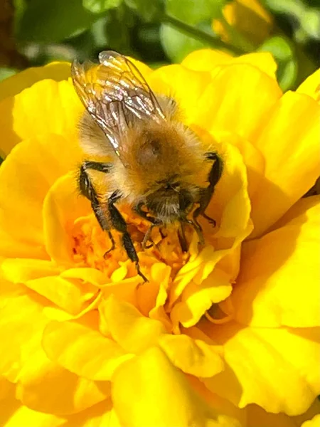 Biene Auf Gelber Blume Großaufnahme Single Garten Foto Der Biene — Stockfoto