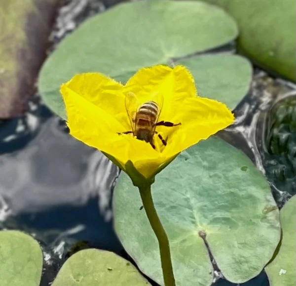 黄色の花に蜂が庭でシングルを閉じ 蜂の写真 — ストック写真