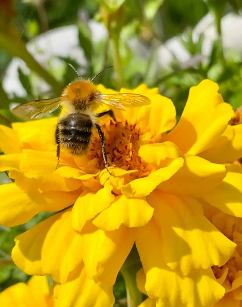 Sarı çiçekli arı. Bahçede tek başına yaklaş. Arının fotoğrafı.