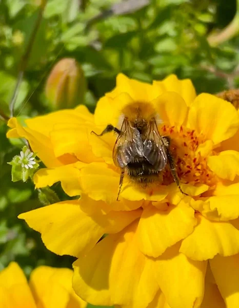 黄色の花に蜂が庭でシングルを閉じ 蜂の写真 — ストック写真