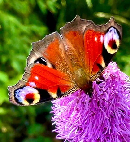 Kelebek Tek Başına Çiçeğin Üzerinde Fotoğraf Kelebeği Yaklaş — Stok fotoğraf