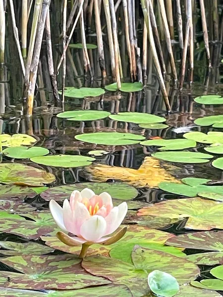 庭の池蓮のシングルピンク 池の蓮の写真 — ストック写真