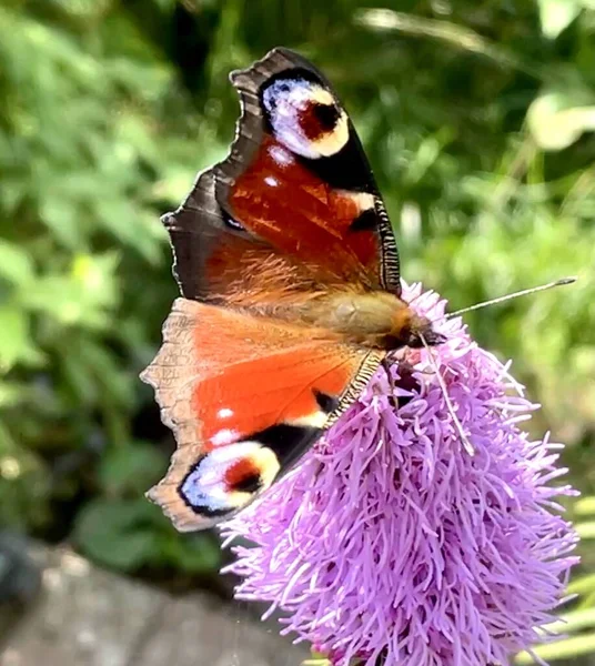 Kelebek Tek Başına Çiçeğin Üzerinde Fotoğraf Kelebeği Yaklaş — Stok fotoğraf