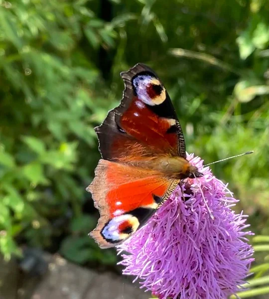 Çiçekteki Kelebek Yakından Bak Kelebek — Stok fotoğraf