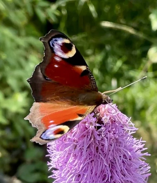 Kelebek Tek Başına Çiçeğin Üzerinde Fotoğraf Kelebeği Yaklaş — Stok fotoğraf