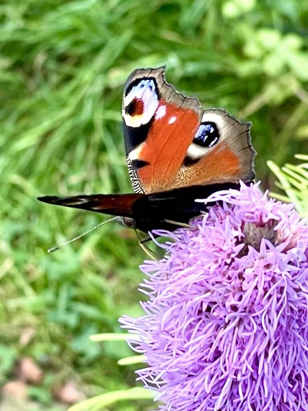 Papillon Simple Sur Fleur Extérieur Photo Papillon Gros Plan — Photo