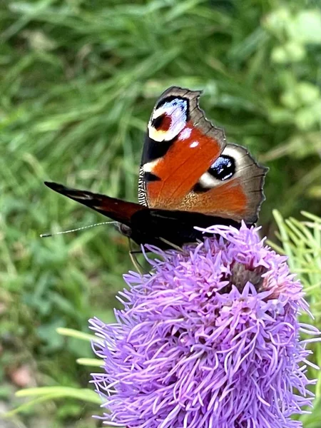 Motýl Jediný Květině Venku Foto Motýl Zblízka — Stock fotografie