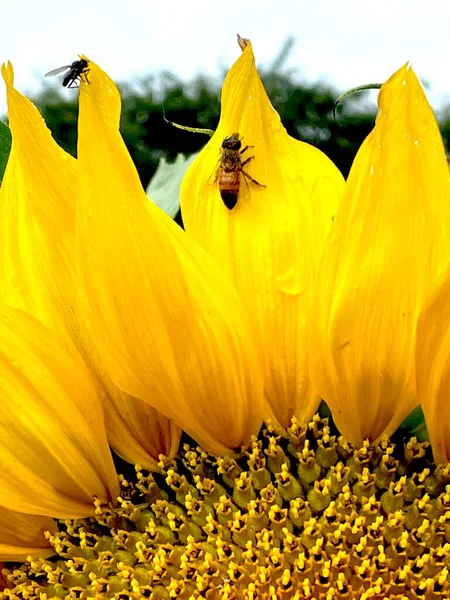 Soltero Girasol Cerca Jardín Foto Girasol Con Abeja — Foto de Stock