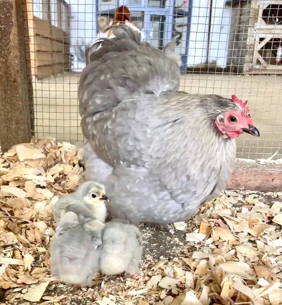 Poule Grise Avec Des Poussins Photo Poule Avec Des Poussins — Photo