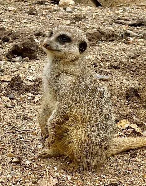 Dışardaki mirket bekârı hayvani bir yaratık.