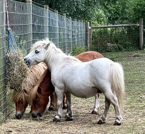 Çok az midilli saman, beyaz midilli ve kırmızı midilli yer.