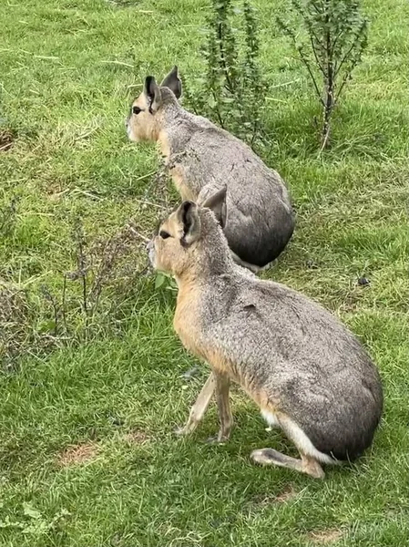 İki Patagonya Mara 'sının fotoğrafı çimlerin üzerinde duruyor.
