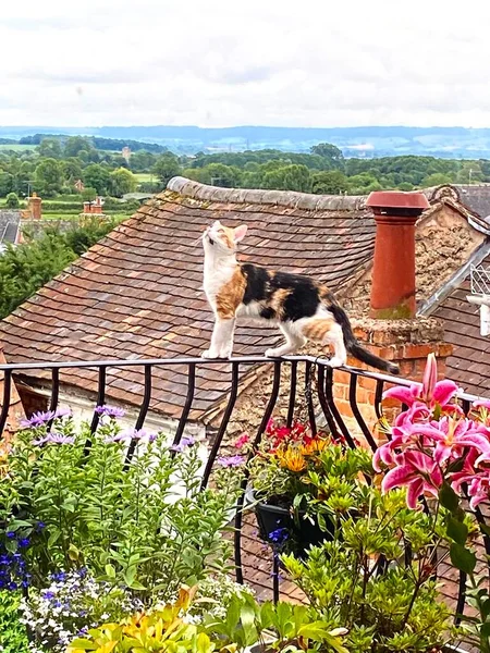 Kitten Wandelingen Het Balkon Buiten Foto Van Kitten Met Uitzicht — Stockfoto