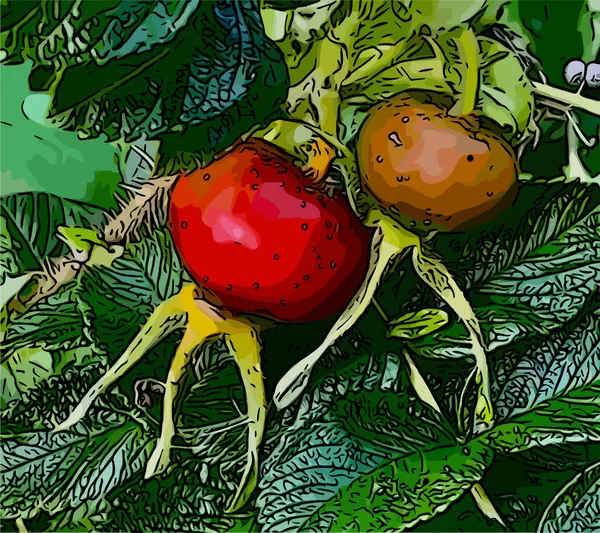 Köpek gülü, kırmızı, yapraklı.