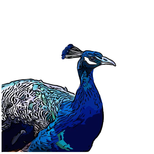 Cabeza Pavo Real Aislada — Vector de stock