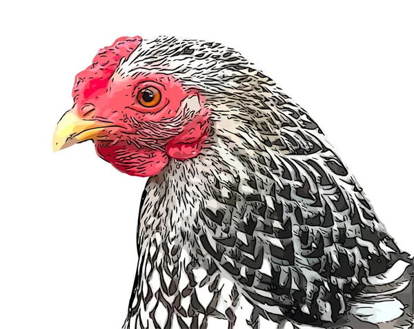 Tavuk kafası beyaz resimde izole edilmiş.