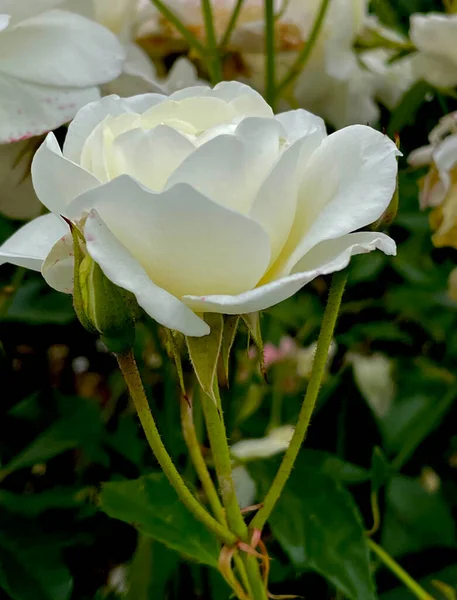 White Rose Single Summer Garden Wedding Flowers Gentle Beauty — Stock Photo, Image