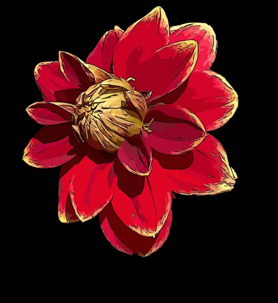 Bunga Dahlia Merah Mengisolasi Garis Besar Gambar — Stok Foto