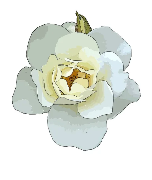 Tek başına belirlenmiş beyaz gül